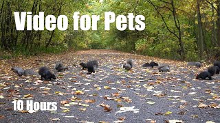 A Scurry of Squirrels in the Fall Foliage - 10 Hour Cat TV for Pets to Watch 🐱 - Oct  20, 2025