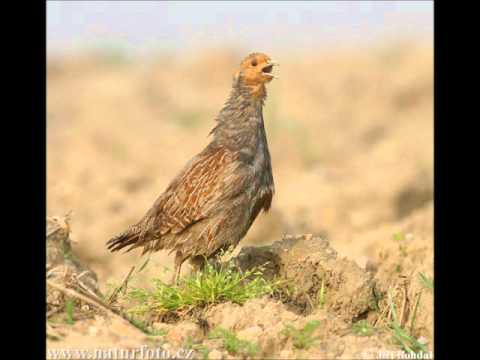 Jak začala zozulenka (Belej & Guba z Ňagova)