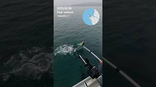 1匹めの ピンクサーモン　#釣り #サーモン #ボート釣り #海外生活 #シアトル