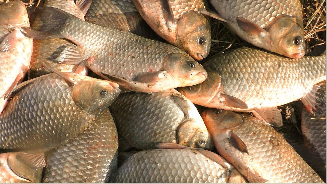 Жор крупного карася. Вот это рыбалка! Бешеный клёв и первый мороз.