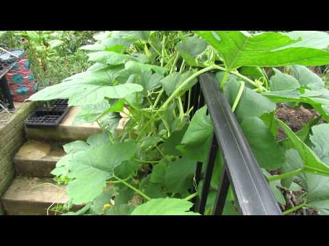 スパゲッティスカッシュ 植物