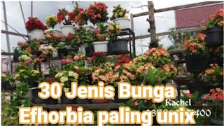 Download lagu 30 JENIS KOLEKSI BUNGA EFORBIA TERCANTIK mp3 Download lagu 30 JENIS KOLEKSI BUNGA EFORBIA TERCANTIK mp3