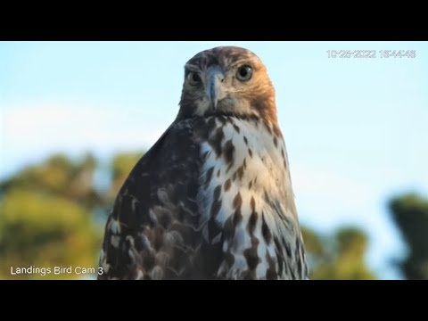Red Tailed Hawk Close Up 🌲 10/25/22  15:44