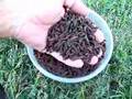 A 5 day harvest of prepupal Black Soldier Fly larvae ...