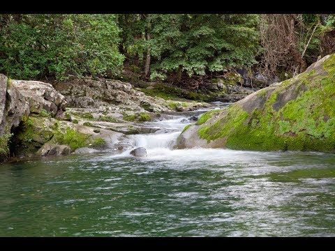 Allyn River, Chichester State Forest