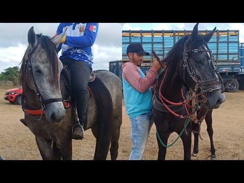 FEIRA DE CAVALOS DE CAMPO GRANDE-AL 🐎 29/11/2025 #nordeste 