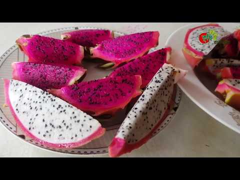 ড্রাগন ফল(Dragon fruit) পর্ব-২ঃ ০৩ বছরের বাগানে ৩৩ শতকে ১ বছরে ১০ লক্ষ টাকার ড্রাগন(বানিজ্যিক হিসাব)