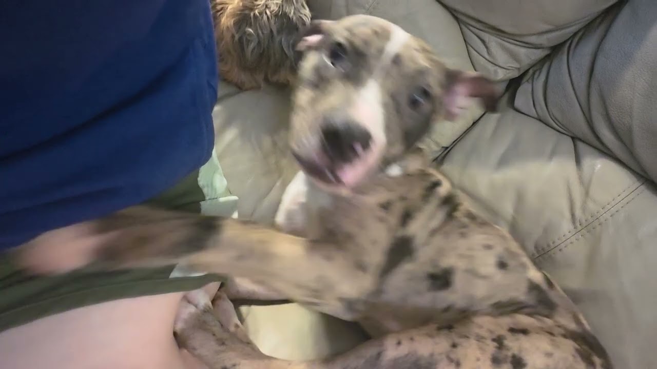 Beans, a ADOPTABLE mixed breed in Chicago, IL video 6/6