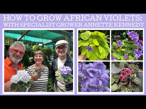 How to grow African violets with specialist grower Annette Kennedy!