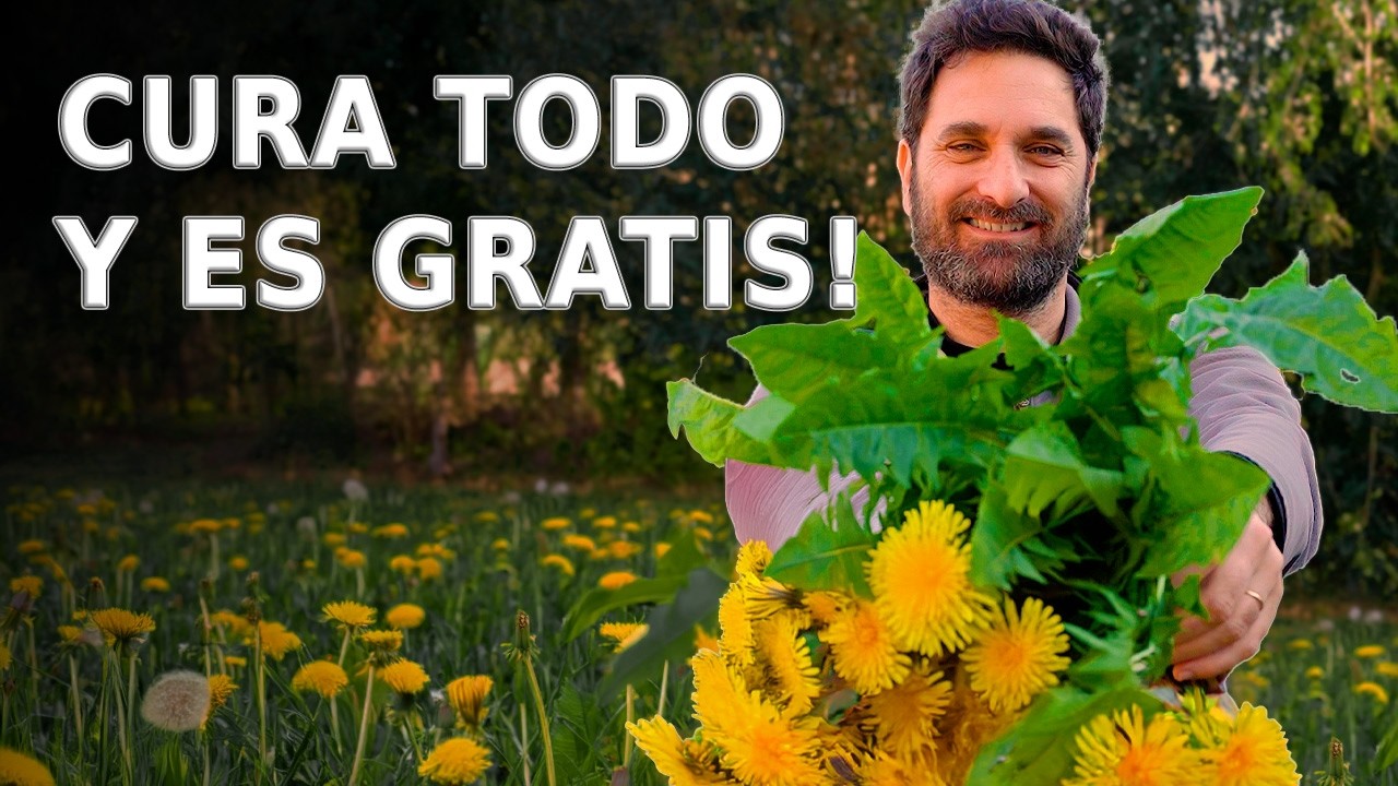 ¿Qué se usa y cómo tomar DIENTE DE LEÓN para la salud ?