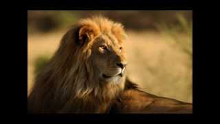 Mark Knopfler - "Wild Theme"