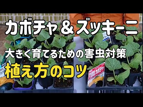 ズッキーニ 植物