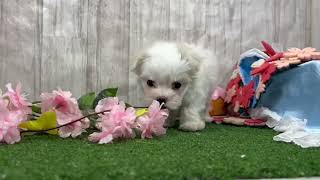 マルチーズの動画01