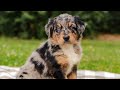 Aussiedoodle dogs for sale: Bailey Standard Sized - Video 1
