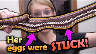 Saving our Eggbound California Kingsnake!