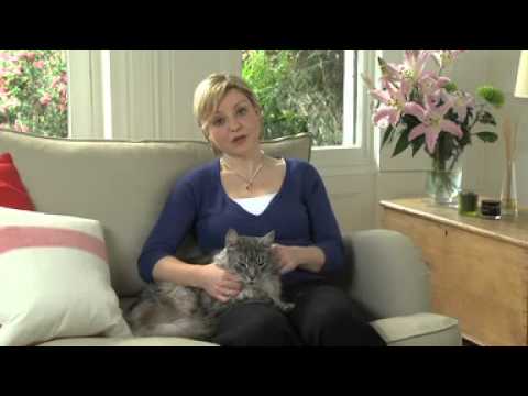 Common Health Problems Older Cats