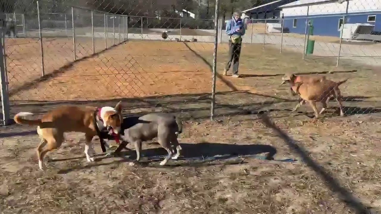 Enlarge Lance, a Adoptable mixed breed in Hartsville, SC video 5/5