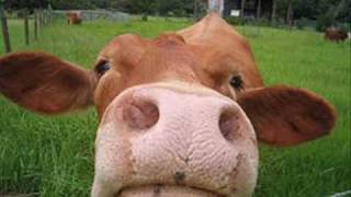 "Cows Came Home" - Original Song