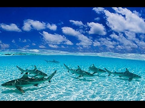 Плавание с акулами. Бора Бора, Французская Полинезия. Swimming with the sharks. Bora Bora