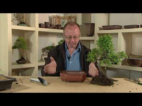 Repotting the chinese elm bonsai - Lloyd Noall's Bonsai Lessons Volume 2 part 6