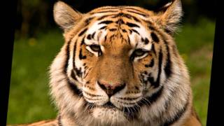 Bernard Lavilliers San Salvador.wmv