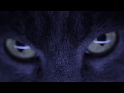 D'Alva - Homologação (Video Oficial)