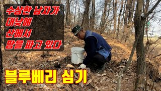 수상한 남자가 산에서 땅을 파고 있다. 블루베리 심기