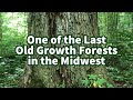 One of the Last Old Growth Forests in the Midwest