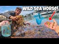 Netting WILD SEA HORSES For My AQUARIUM!!