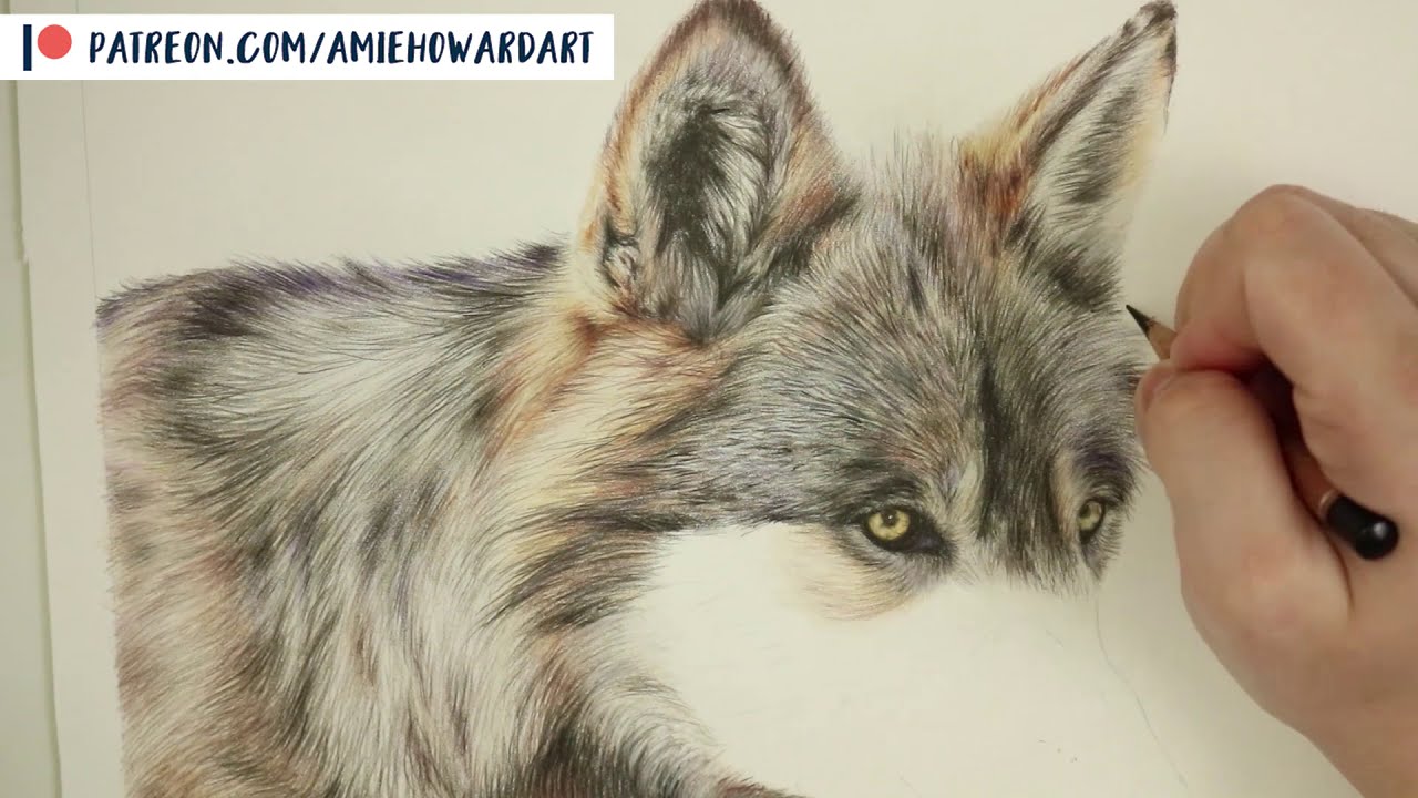 realistic animal color pencil drawing wolf by amie howard art