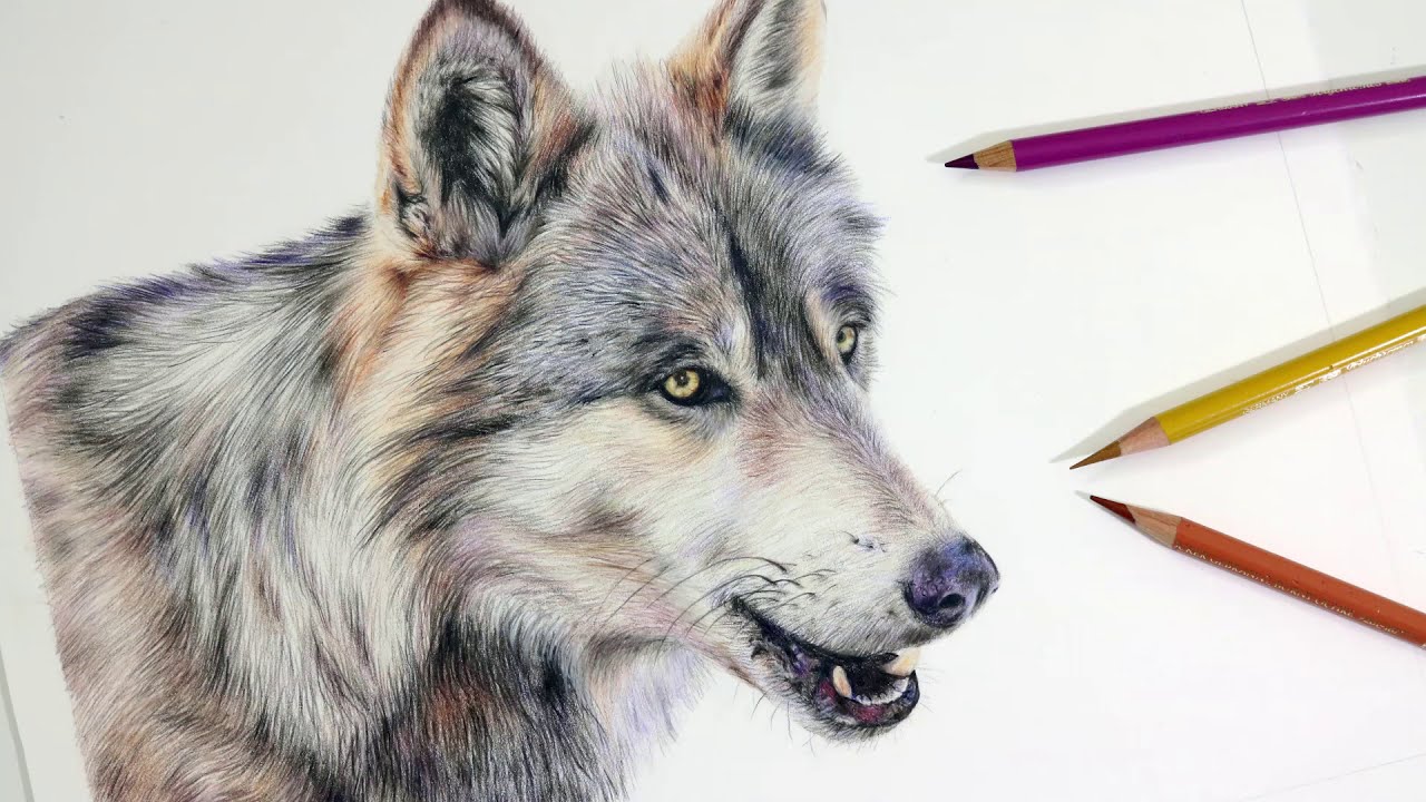 realistic animal color pencil drawing wolf by amie howard art