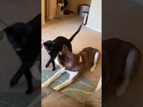 #funny #dogs #pet #dogscats#dogshorts #dog#doglover#doglife