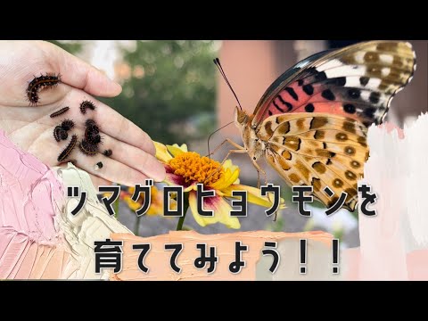 ツマグロ科 - 定義