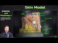 Skin Model Anatomy Overview - Anatomy and Physiology 1