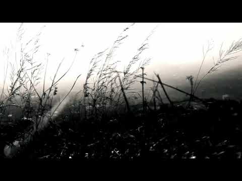 སྟོན་ཁའི་ལོ་མ་ (Autumn leaves) K.kush x Gtashi/