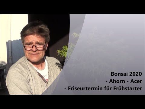 Bonsai 2020-14 - Maple - Acer - Early bird haircut appointment