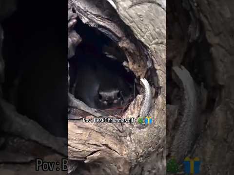 Link in bio 🎁.......#usa #miami #florida #texas #newyork