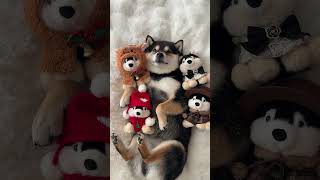 Vlog | A Tiny Manyu, Winter Edition