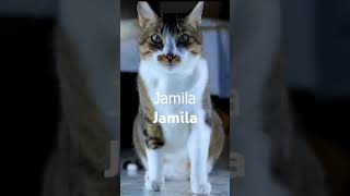 Download lagu #Jamila @Jamila Jamila mp3 Download lagu #Jamila @Jamila Jamila mp3