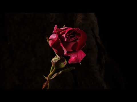 Flowers - The Completers