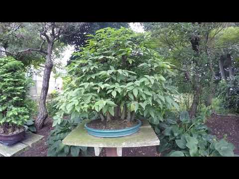 Visit to International Bonsai Arboretum