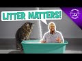 Litter Box Issues Why Litter Matters
