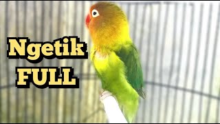 Download lagu LOVEBIRD NGETIK FULL mp3