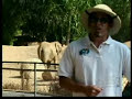 Man gets his head stuck in elephants ass 