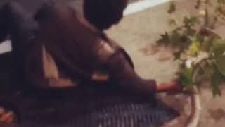 faze tari betivul in copac