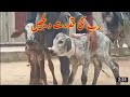 Natural Animal Meeting Cow Bull And Buffalo Hybridmating Crossmeeting Donkey Breeding