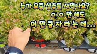 모종심기 상추키우기 15일간의 실험으로 상추 키우는법 쉽게 배우세요.  #상추키우기 #모종심기 #상추 #식물…