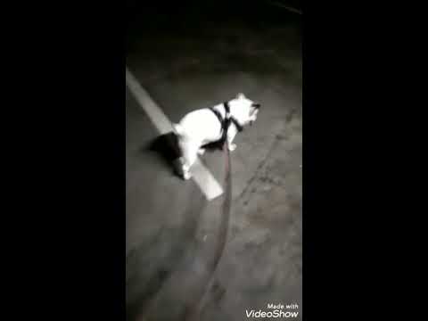 DINASOUR'S time to poop😁