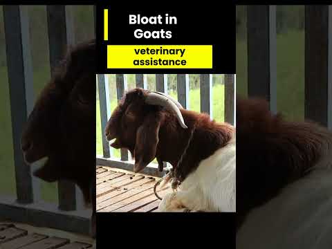 Goat Health - Bloat in Goats