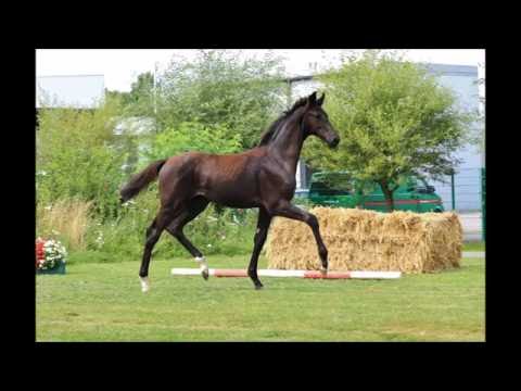 *2016 Hengstfohlen von Le Vivaldi - Florestan